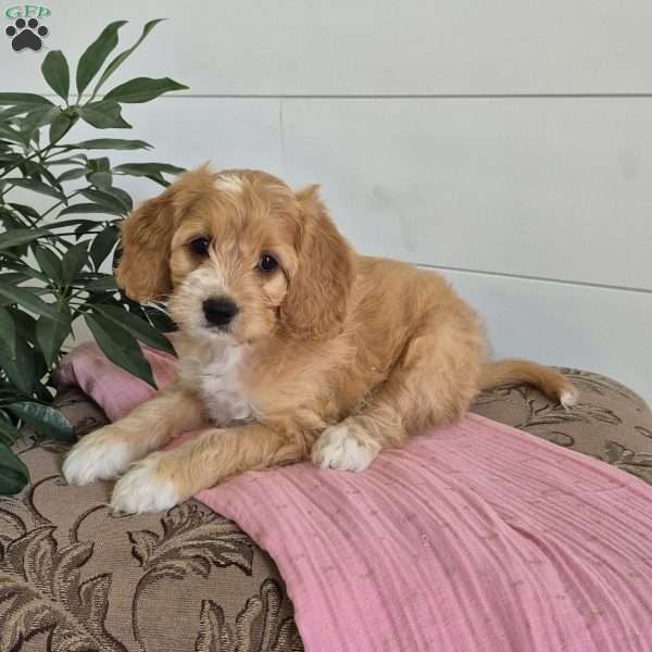 Dixie, Cockapoo Puppy
