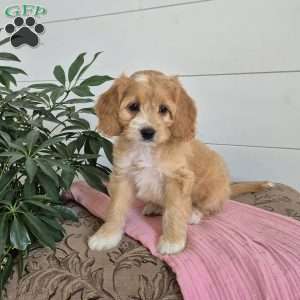 Dixie, Cockapoo Puppy