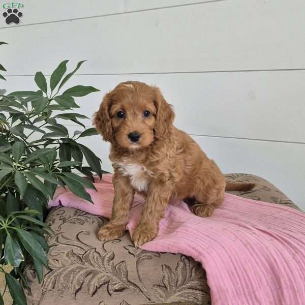 Cocoa, Cockapoo Puppy