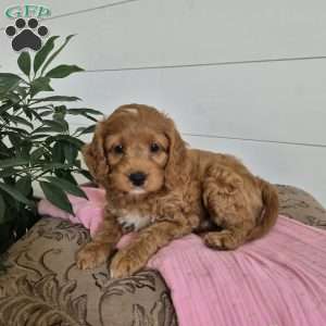 Cocoa, Cockapoo Puppy
