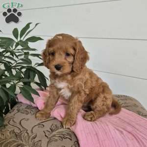Cocoa, Cockapoo Puppy