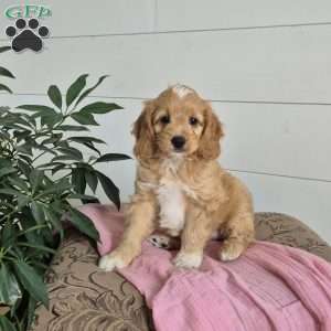 Chloe, Cockapoo Puppy