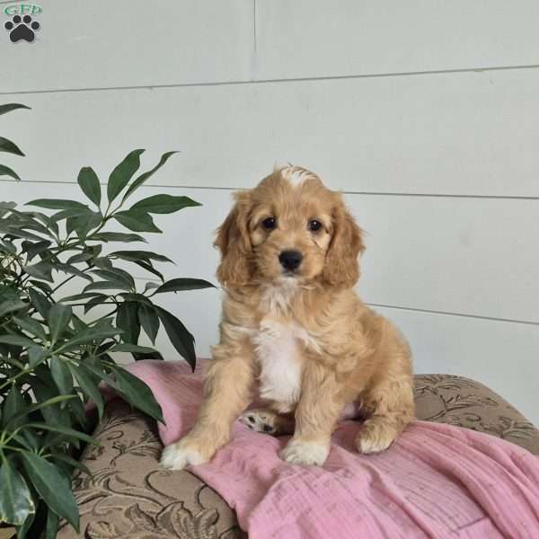 Chloe, Cockapoo Puppy