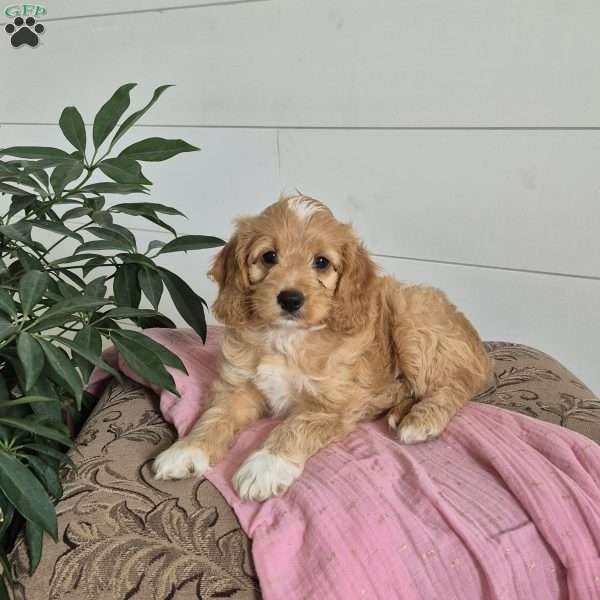 Chloe, Cockapoo Puppy