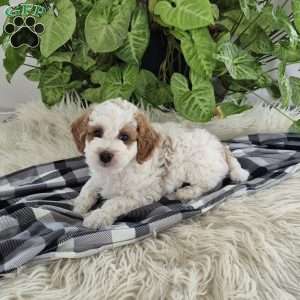 Jace, Cockapoo Puppy