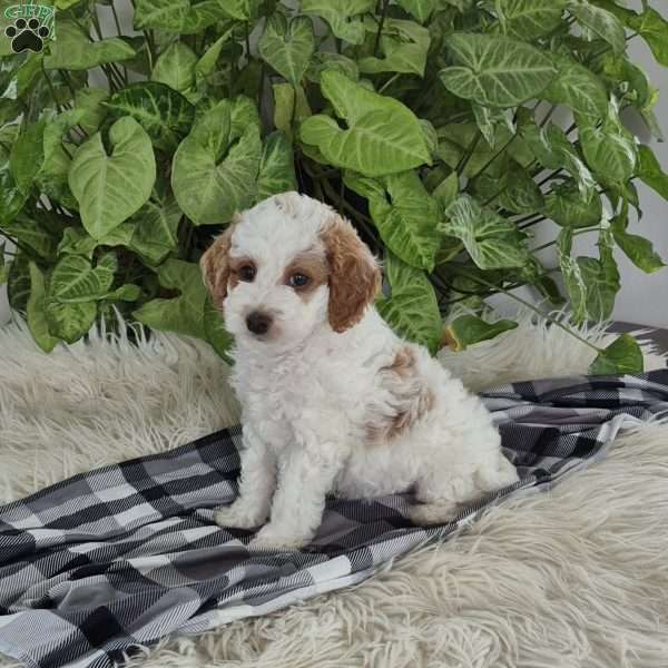 Jace, Cockapoo Puppy
