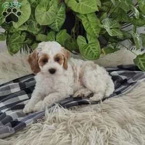 Daisy, Cockapoo Puppy