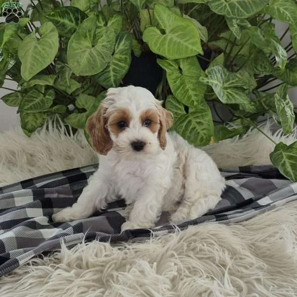 Daisy, Cockapoo Puppy