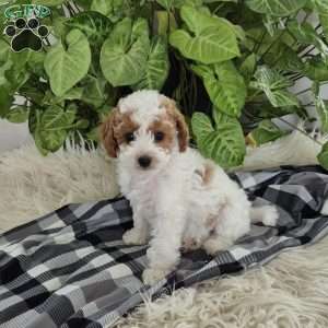 Penny, Cockapoo Puppy