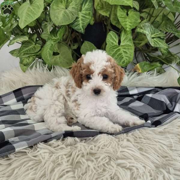 Penny, Cockapoo Puppy