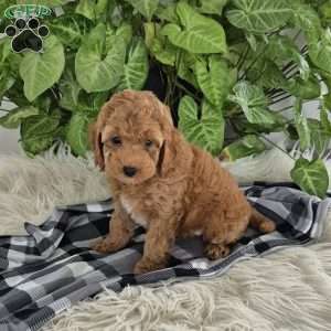 Jasmine, Cockapoo Puppy