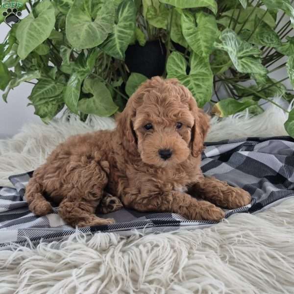 Jasmine, Cockapoo Puppy