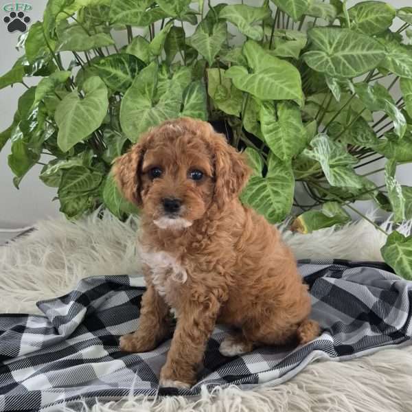 Willow, Cockapoo Puppy