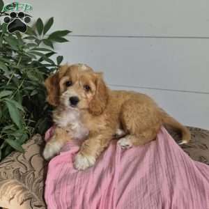 Dixie, Cockapoo Puppy