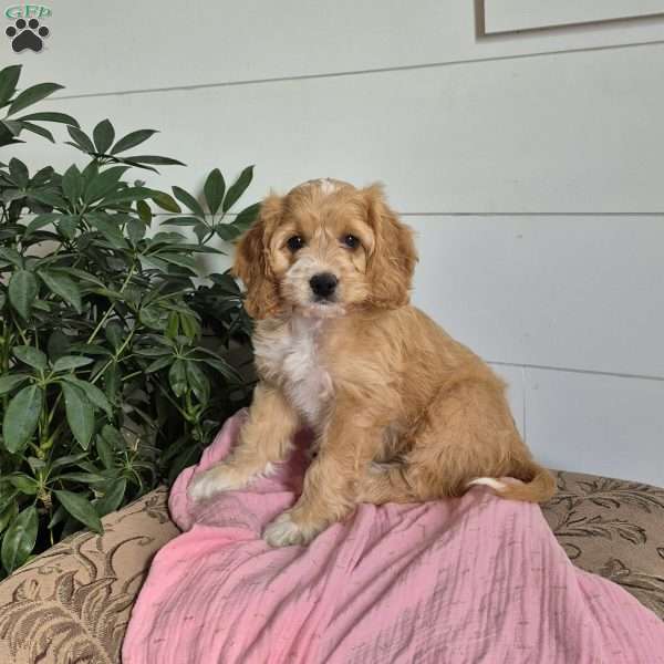 Dixie, Cockapoo Puppy