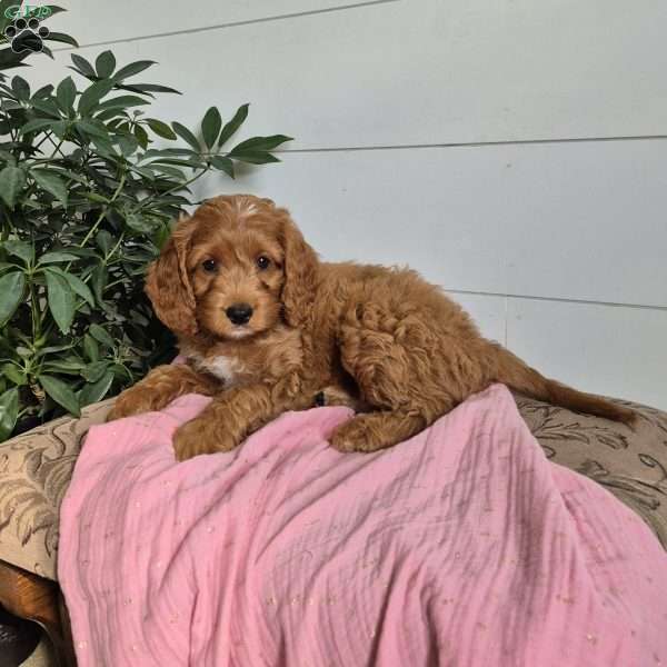 Cocoa, Cockapoo Puppy