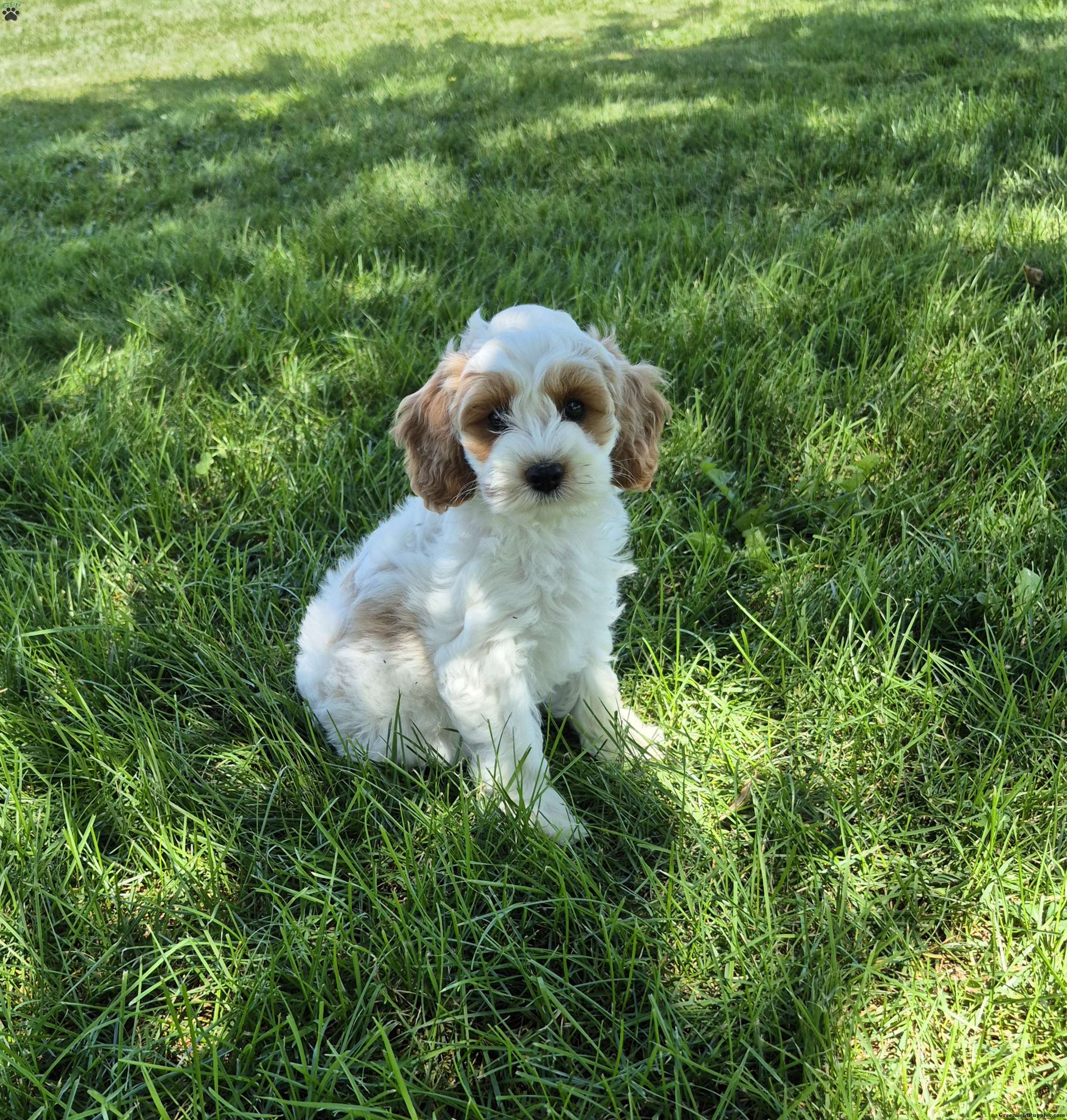 Daisy - Cockapoo Puppy For Sale in Pennsylvania