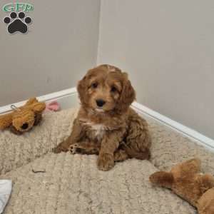 Cocoa, Cockapoo Puppy