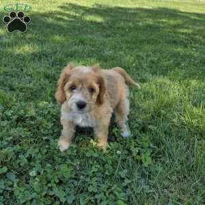 Dixie, Cockapoo Puppy
