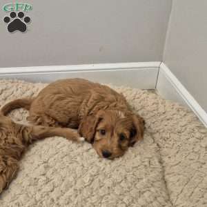 Cocoa, Cockapoo Puppy