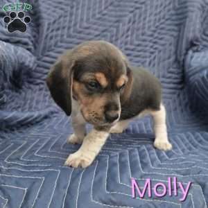 Molly, Beagle Puppy