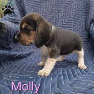 Molly, Beagle Puppy