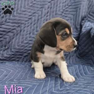 Mia, Beagle Puppy