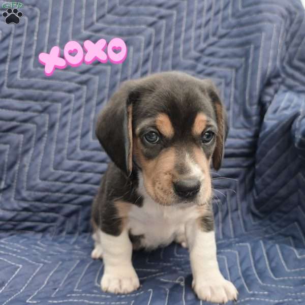 Mia, Beagle Puppy