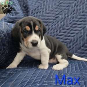 Max, Beagle Puppy