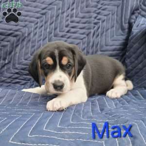 Max, Beagle Puppy