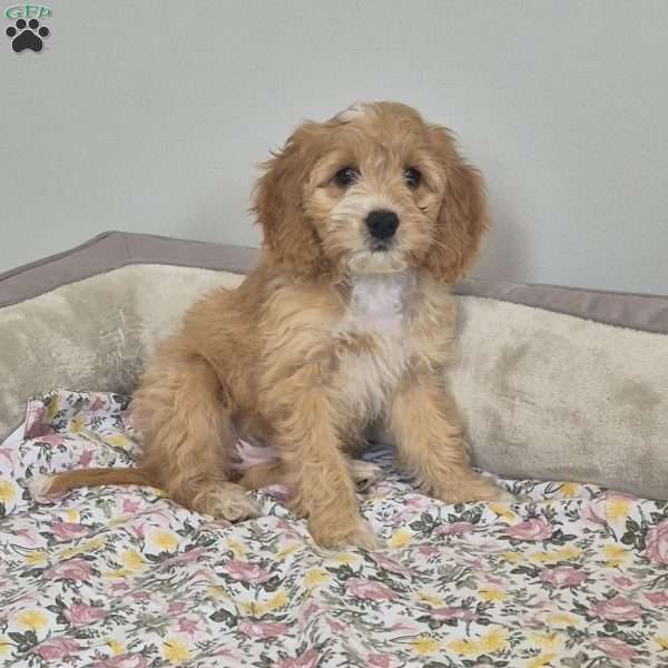 Dixie, Cockapoo Puppy