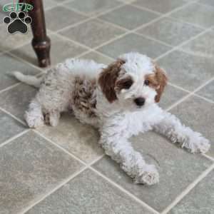 Jace, Cockapoo Puppy