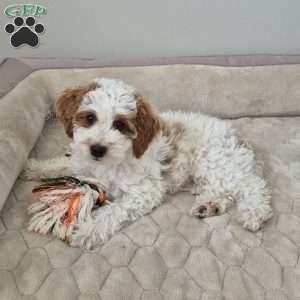 Jace, Cockapoo Puppy