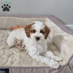 Jace, Cockapoo Puppy