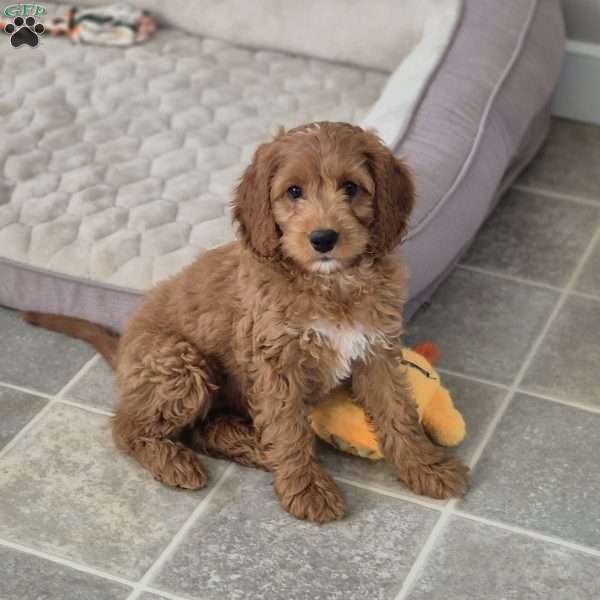 Cocoa, Cockapoo Puppy