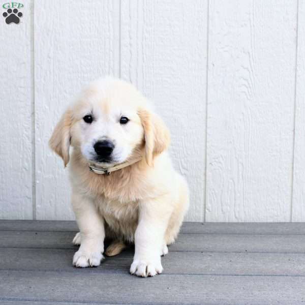 Carl, Golden Retriever Puppy