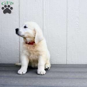 Carla, Golden Retriever Puppy