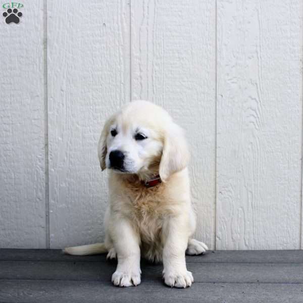 Carla, Golden Retriever Puppy