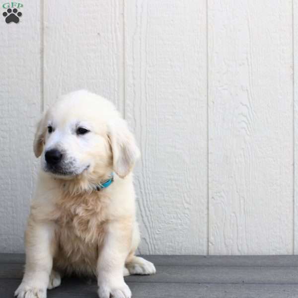 Calvin, Golden Retriever Puppy