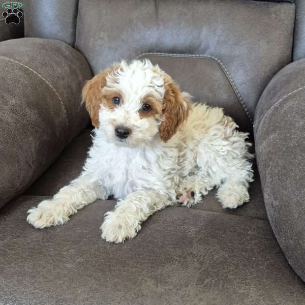 Jace, Cockapoo Puppy