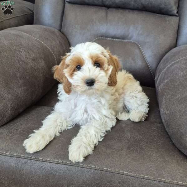 Daisy, Cockapoo Puppy