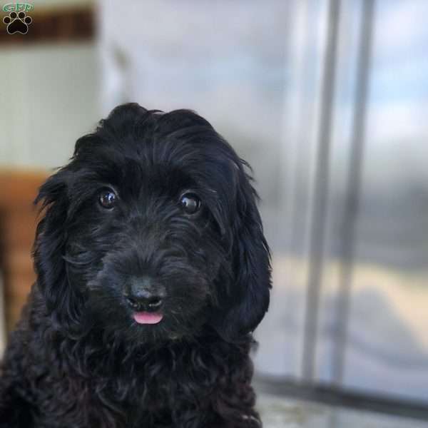 Remi, Dachshund Mix Puppy