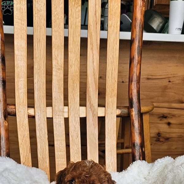 Rosie F1BB, Mini Goldendoodle Puppy