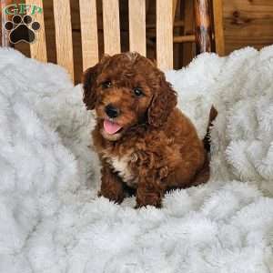 Rosie F1BB, Mini Goldendoodle Puppy
