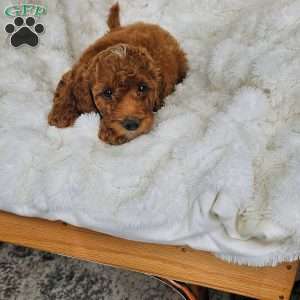 Rosie F1BB, Mini Goldendoodle Puppy