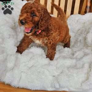 Rosie F1BB, Mini Goldendoodle Puppy
