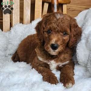 Rusty F1BB, Mini Goldendoodle Puppy