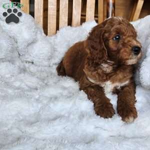 Rusty F1BB, Mini Goldendoodle Puppy