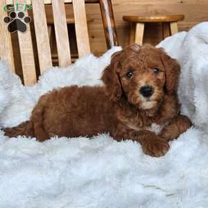 Rusty F1BB, Mini Goldendoodle Puppy