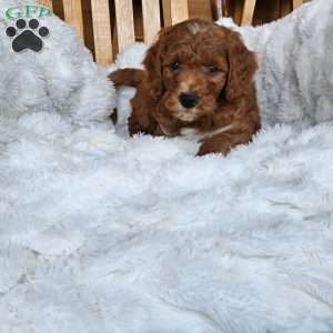 Rusty F1BB, Mini Goldendoodle Puppy